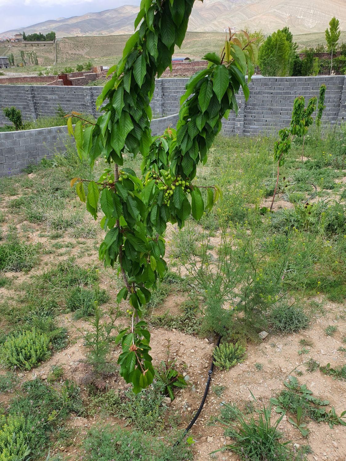 ۶۸۳متر زمین باغ مسکونی دماوند شلمبه پزشکپور|فروش زمین و ملک کلنگی|دماوند, دماوند|دیوار