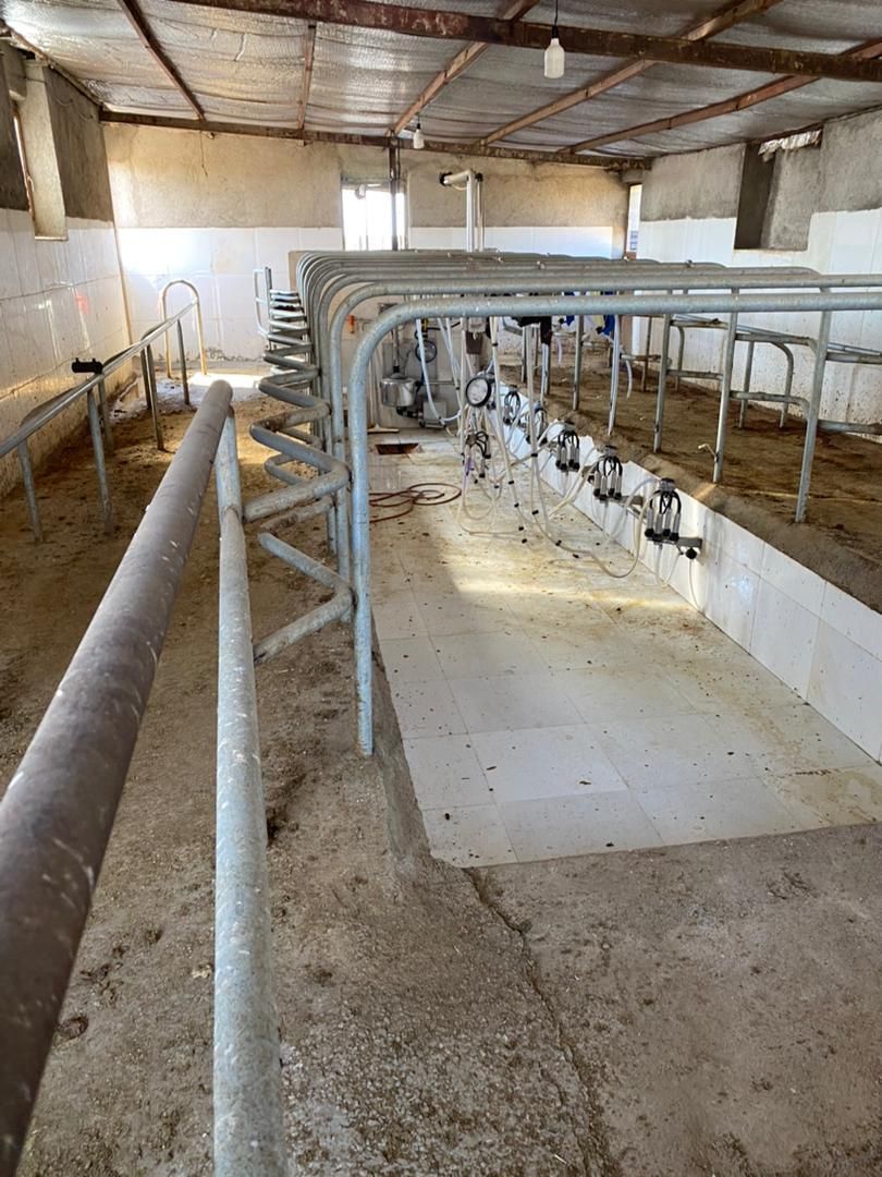 مجموعه گاوداری 100راسی و7 هکتار زمین واب|فروش دفتر صنعتی، کشاورزی، تجاری|نیشابور, ماروسک|دیوار