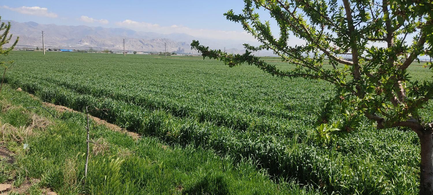 از 500 متر تا 1000 هکتار|فروش زمین و ملک کلنگی|هشتگرد, مدرس|دیوار