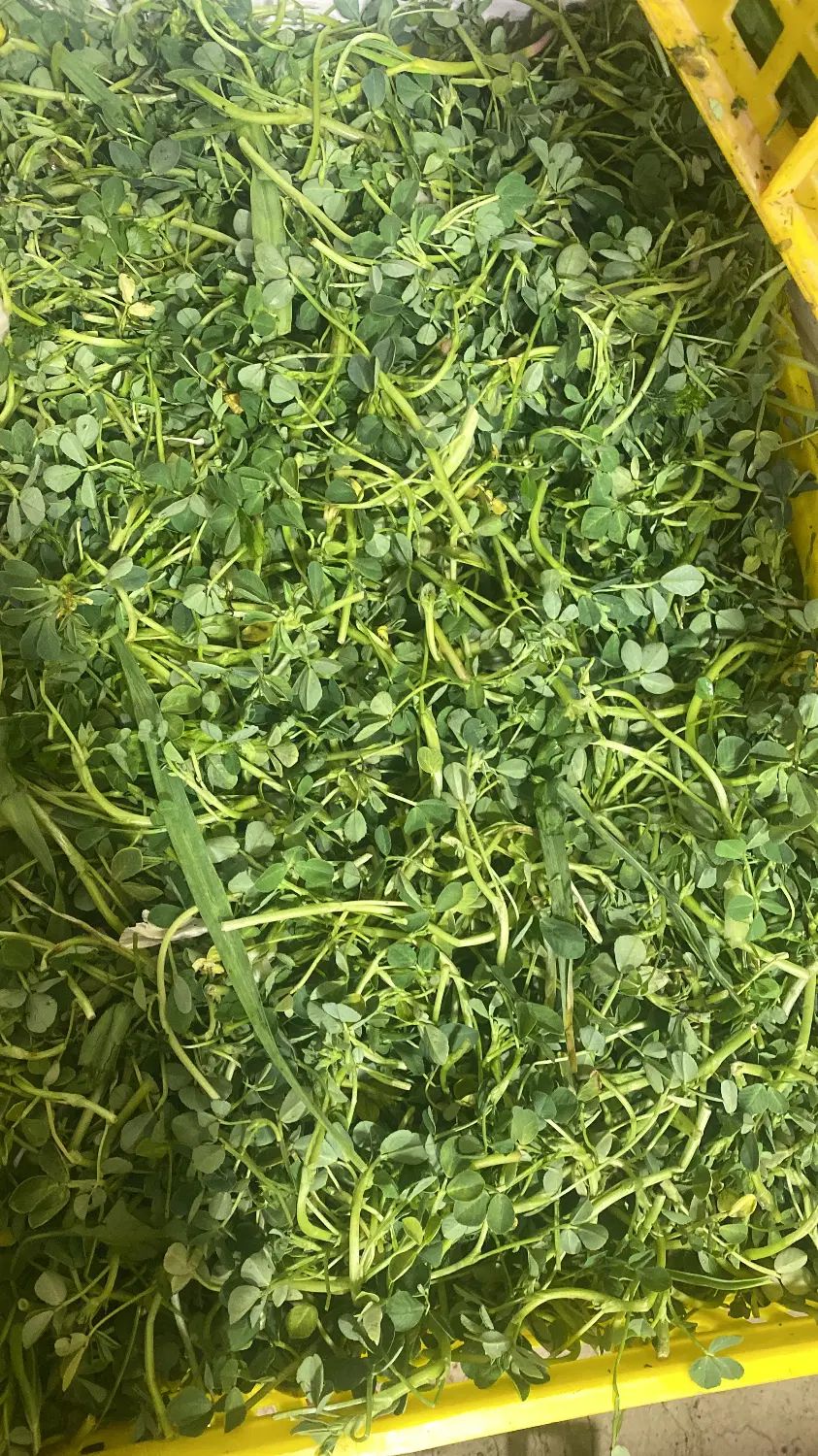 سبزی خرد شده|خوردنی و آشامیدنی|تهران, هفده شهریور|دیوار