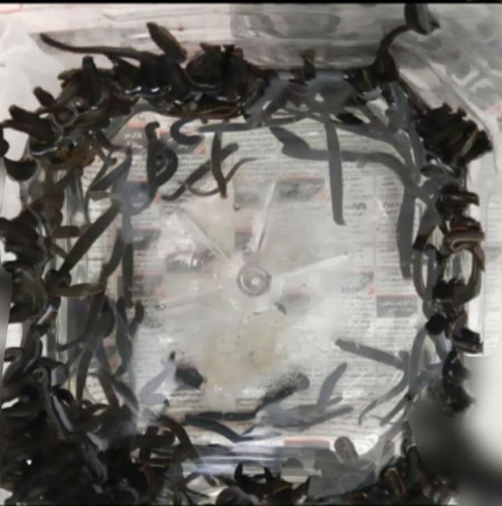 زالو بهداشتی|آرایشی، بهداشتی، درمانی|گرگان, |دیوار