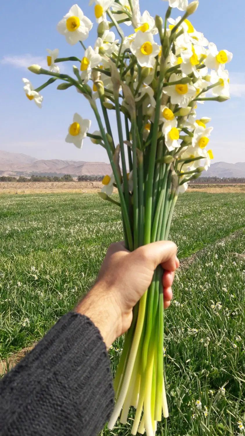 جلدک  حاشیه اصلی|فروش زمین و ملک کلنگی|مشهد, ویلاشهر|دیوار