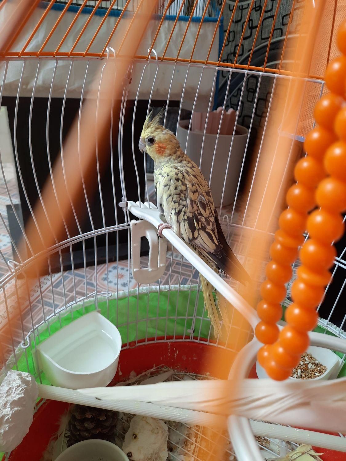 عروس هلندی سخنگو وعادی یک جفت طوطی برزیلی|پرنده|آبیک, |دیوار