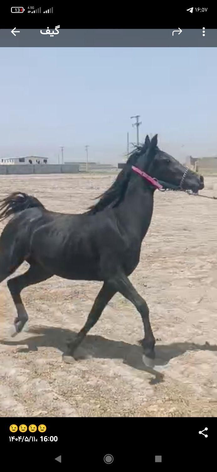 کره ماده درجه یک و روزگاری از کهندژ|اسب و تجهیزات اسب‌سواری|فلاورجان, |دیوار