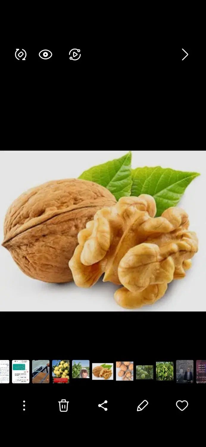 گردو پیوندی پایه ژنوتیپ پیوند چندلر.وفرنور|خدمات باغبانی و درختکاری|کرمان, |دیوار