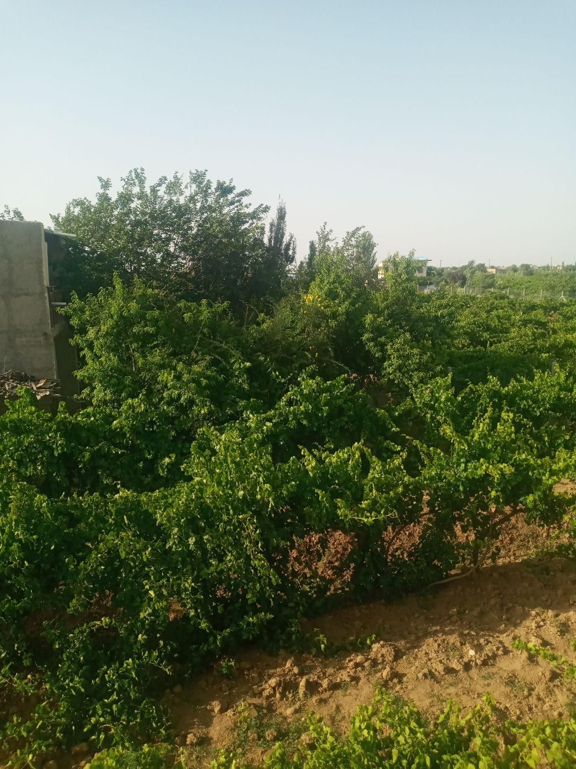 باغ و باغچه انگور ۱۰۰۰متری و... در تاکستان|فروش زمین و ملک کلنگی|تهران, آشتیانی|دیوار