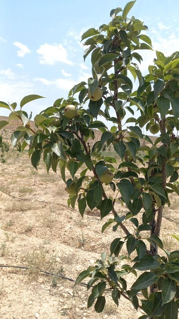 باغچه ۷۷۰ متری روستای طارس فیروزکوه|فروش زمین و ملک کلنگی|تهران, فردوسی|دیوار