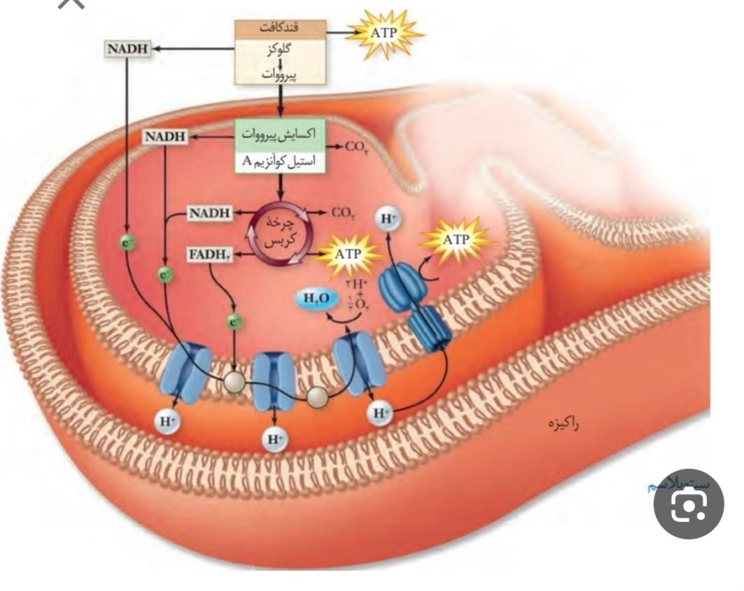 تدریس خصوصی زیست شناسی بدون نیاز به کلاس و...|خدمات آموزشی|ایلام, |دیوار