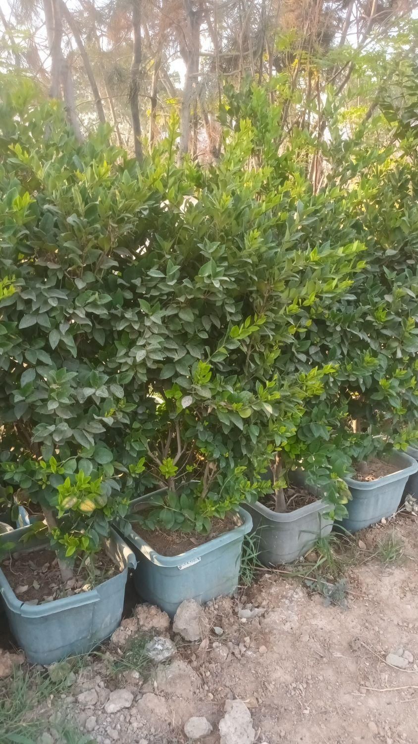 جابه جایی درخت محوطه و اجرای فضای سبز|خدمات باغبانی و درختکاری|ری, شهرک نظامی|دیوار