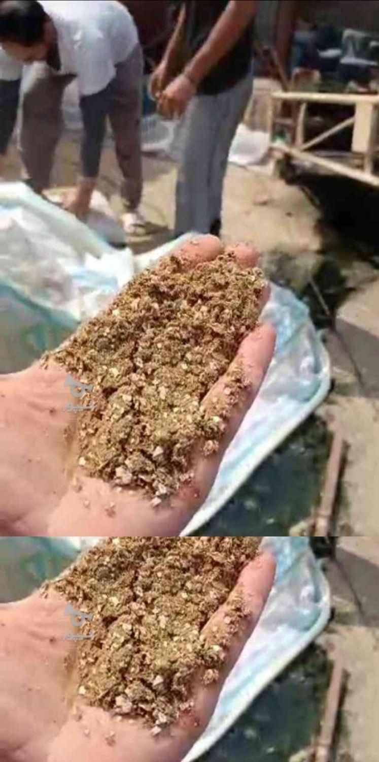 فروش جوجه راس و‌جوجه محلی و اردک مستقیم از کارخانه|حیوانات مزرعه|آمل, |دیوار