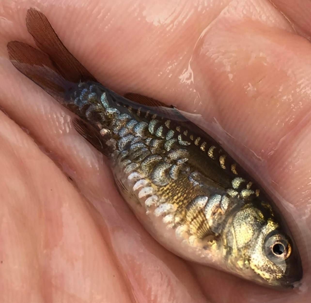 بچه ماهی کپور|ماهی|شیراز, ارم|دیوار