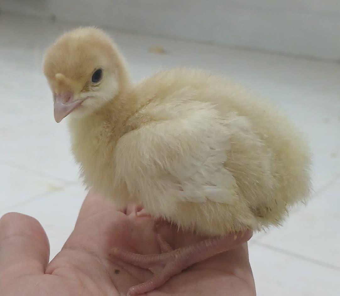 فروش فوری جوجه بوقلمون بیوتی|حیوانات مزرعه|کرج, جهانشهر|دیوار