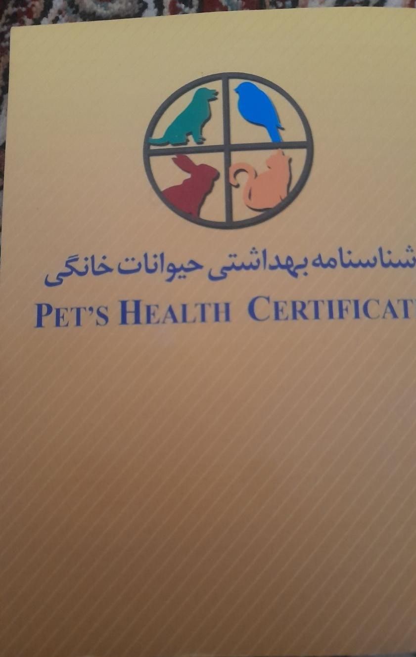 گربه پرشین اهلی|گربه|خوی, |دیوار