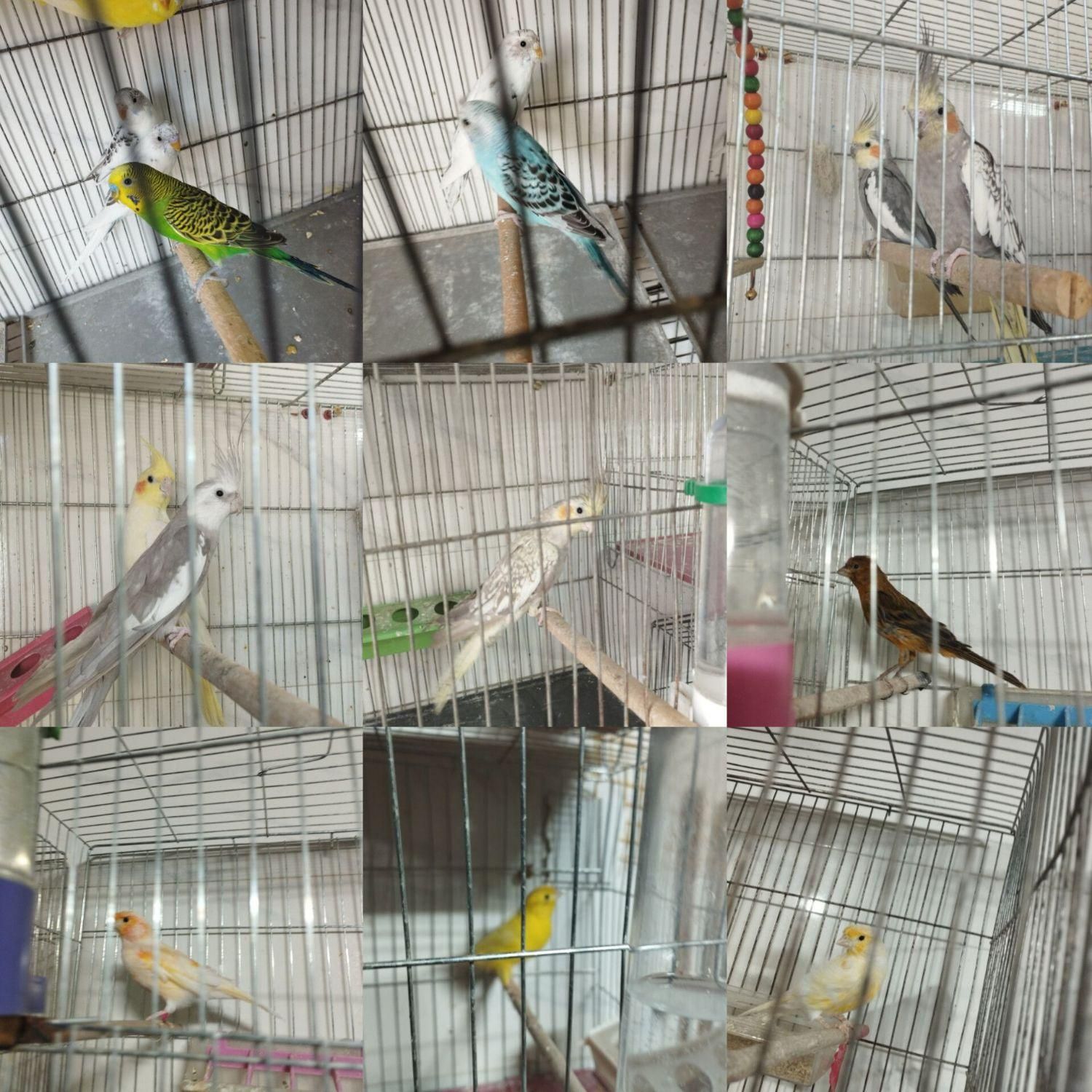 پرنده فروشی طوطیو|پرنده|شهرکرد, |دیوار