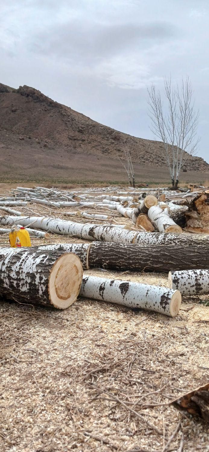 خرید چوب درخت قلمه، دام آغاجی ضایعات در باغ و حیاط|خدمات باغبانی و درختکاری|خوی, |دیوار