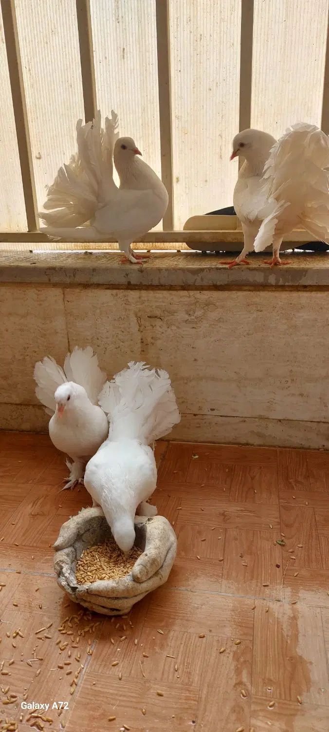 کبوتر دم چتری آمریکایی|پرنده|اصفهان, روشن‌دشت|دیوار
