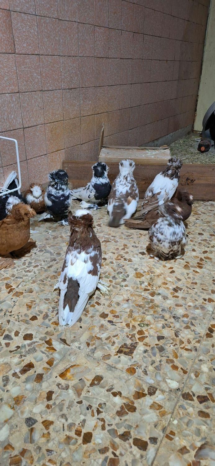 کبوتر بخارا|پرنده|اصفهان, ارغوانیه|دیوار