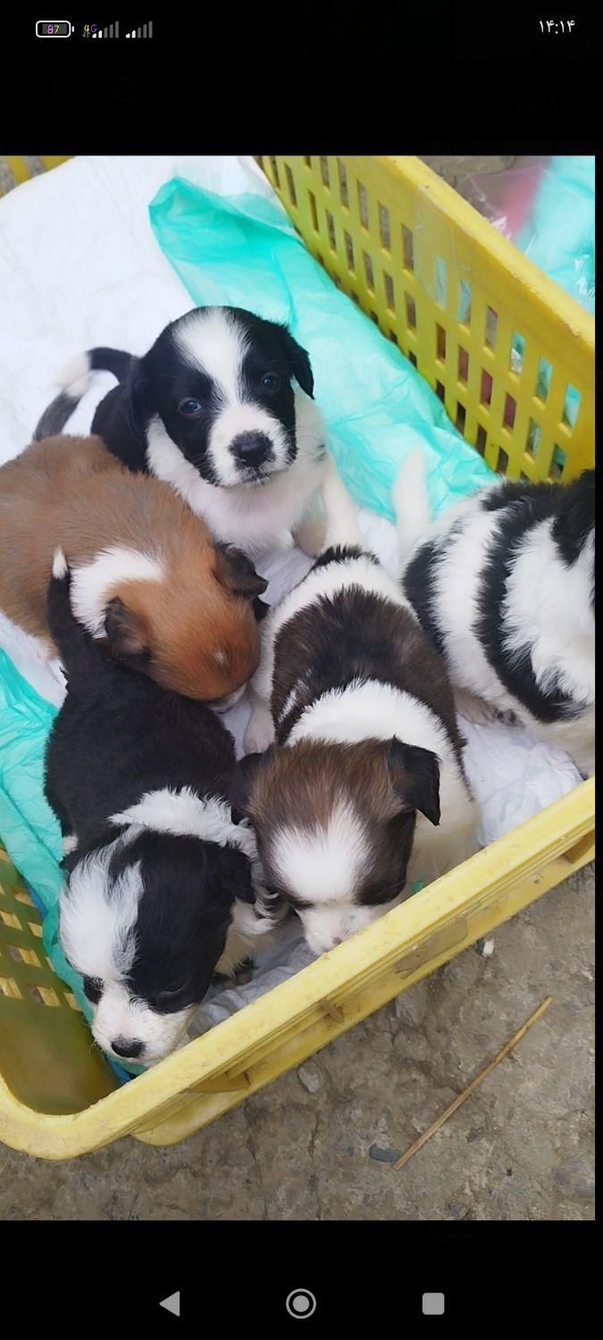 پاکوتاه اشپیزاسترالیایی|سگ|رشت, نظری|دیوار