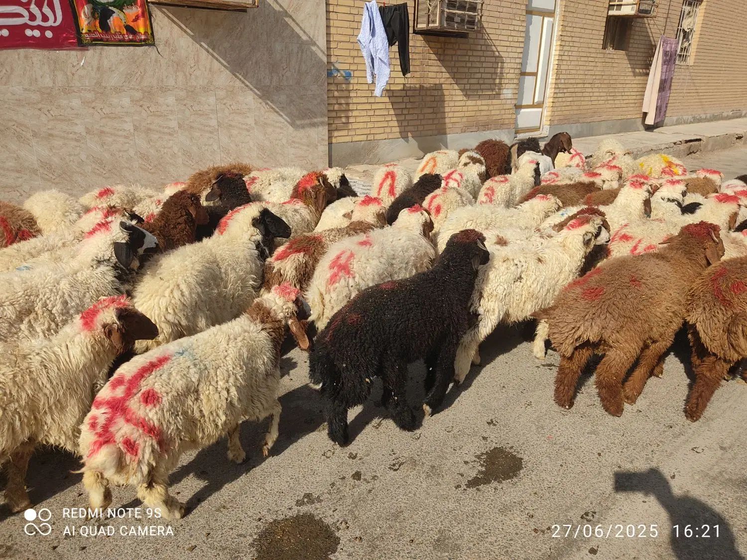 گوسفندوبره عربی چاق چاق((همراه باقصاب رایگان))|حیوانات مزرعه|اهواز, زیباشهر|دیوار