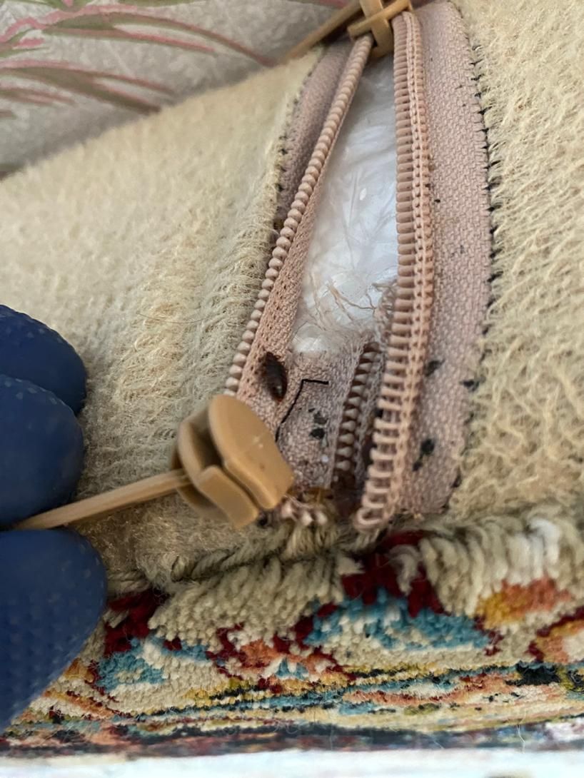 سمپاشی تخصصی تضمینی بامجوز رسمی|خدمات نظافت|فردیس, |دیوار