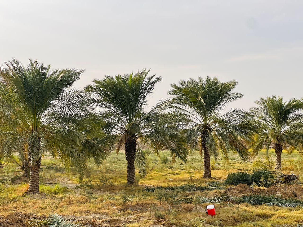 نخل به  آستارا رسید|خدمات باغبانی و درختکاری|آستارا, |دیوار