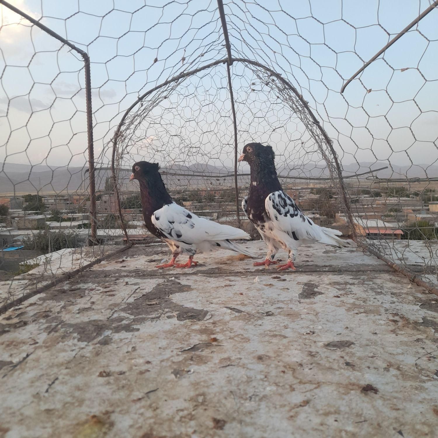 کفتر کله|پرنده|شیروان (خراسان), |دیوار