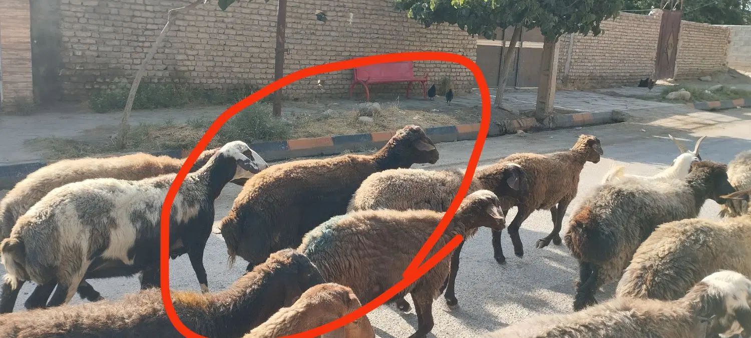 قوچ هترو همو نربز سانن|حیوانات مزرعه|مشهد, ثامن|دیوار