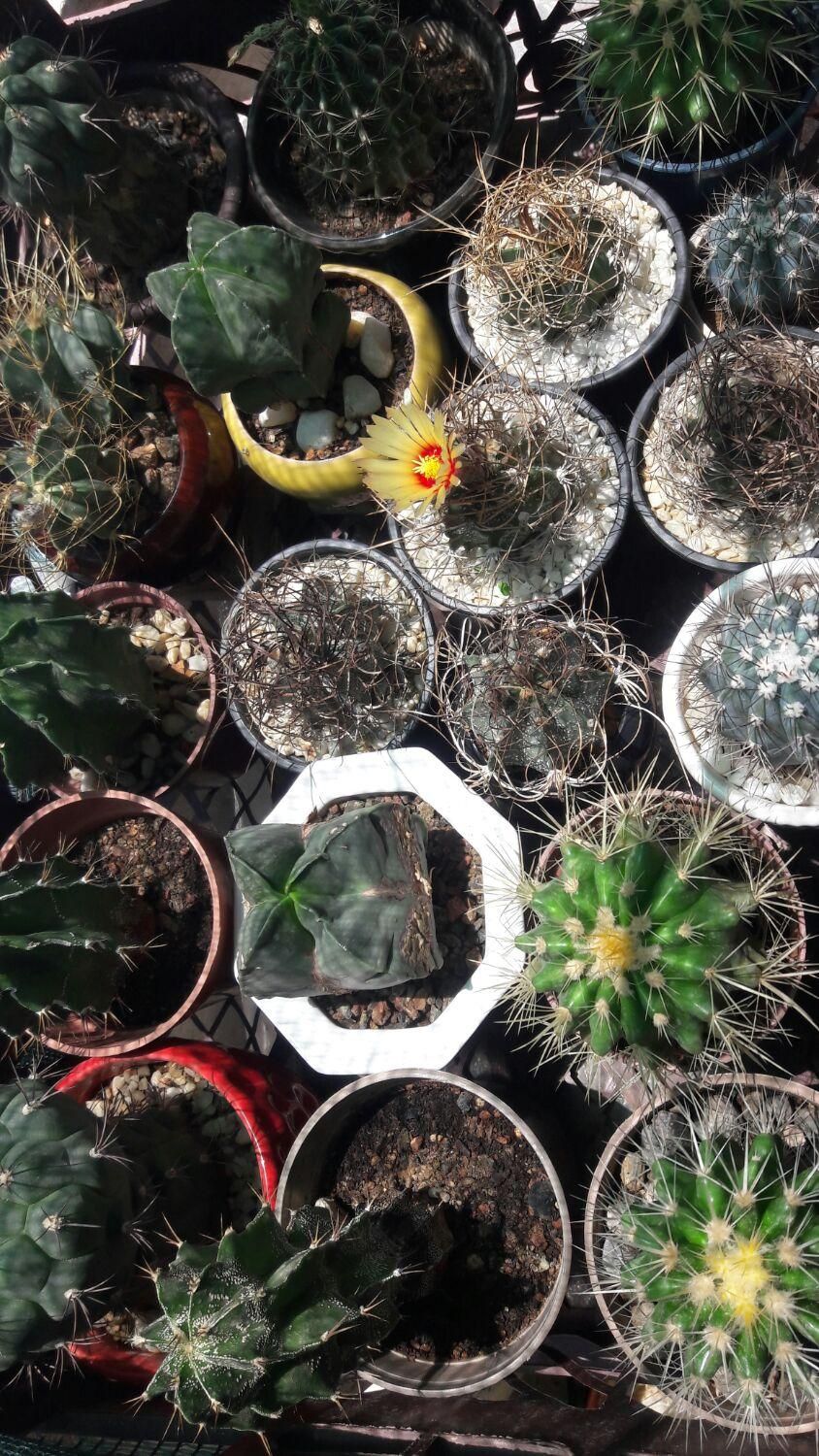 خدمات باغبانی گل و گیاهان آپارتمانی داخل منزل|خدمات باغبانی و درختکاری|تبریز, |دیوار