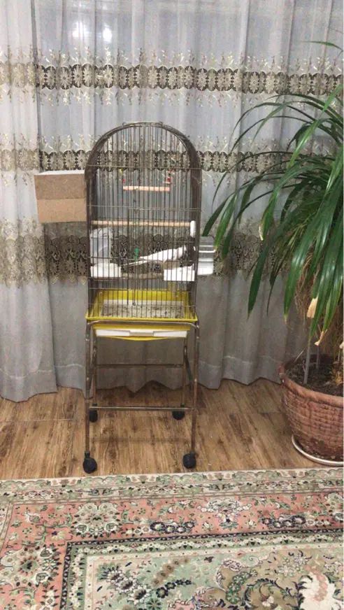 عروس هلندی البینو و لوتینو بالغ جفت شده(مولد)|پرنده|کرج, برغان|دیوار