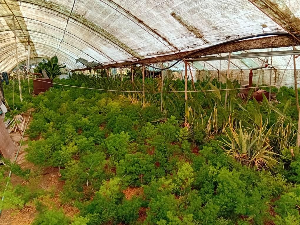 فروش ۱۱۷۷ متر گلخانه با بنای ۹۰ متری جاده سرخرود|فروش خانه و ویلا|سرخرود, |دیوار