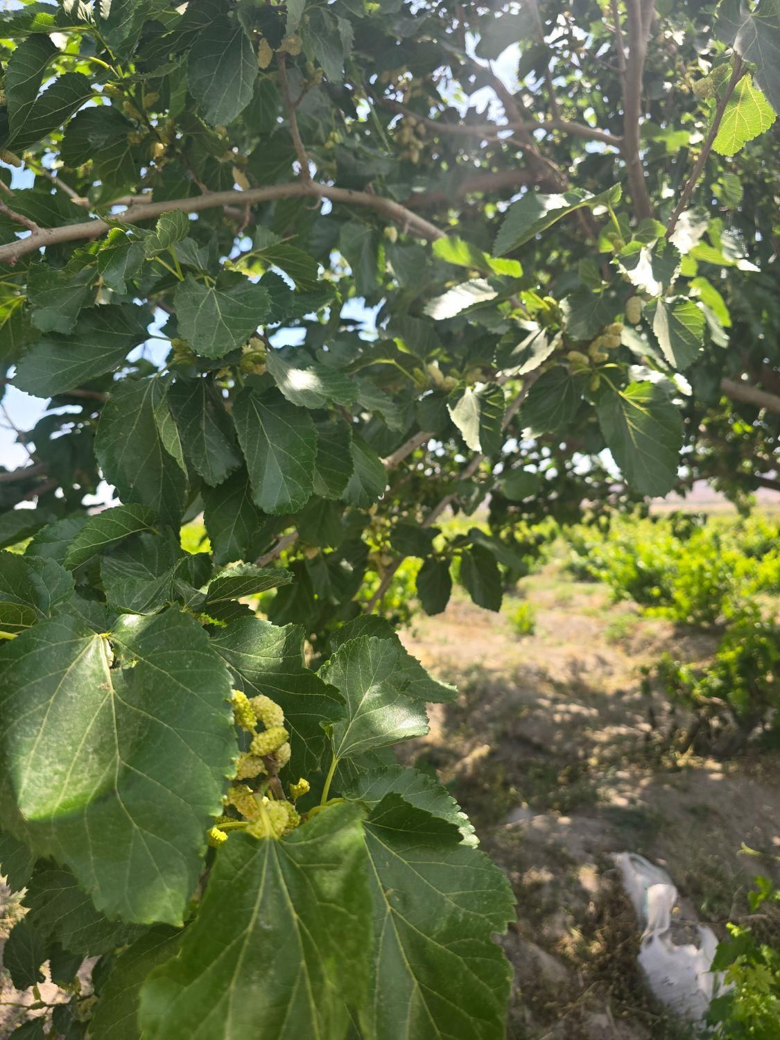 باغ و باغچه ۲۱۱ متربین باغات قدیمی.اطراف ساخته شده|فروش زمین و ملک کلنگی|شهریار, شهریار|دیوار