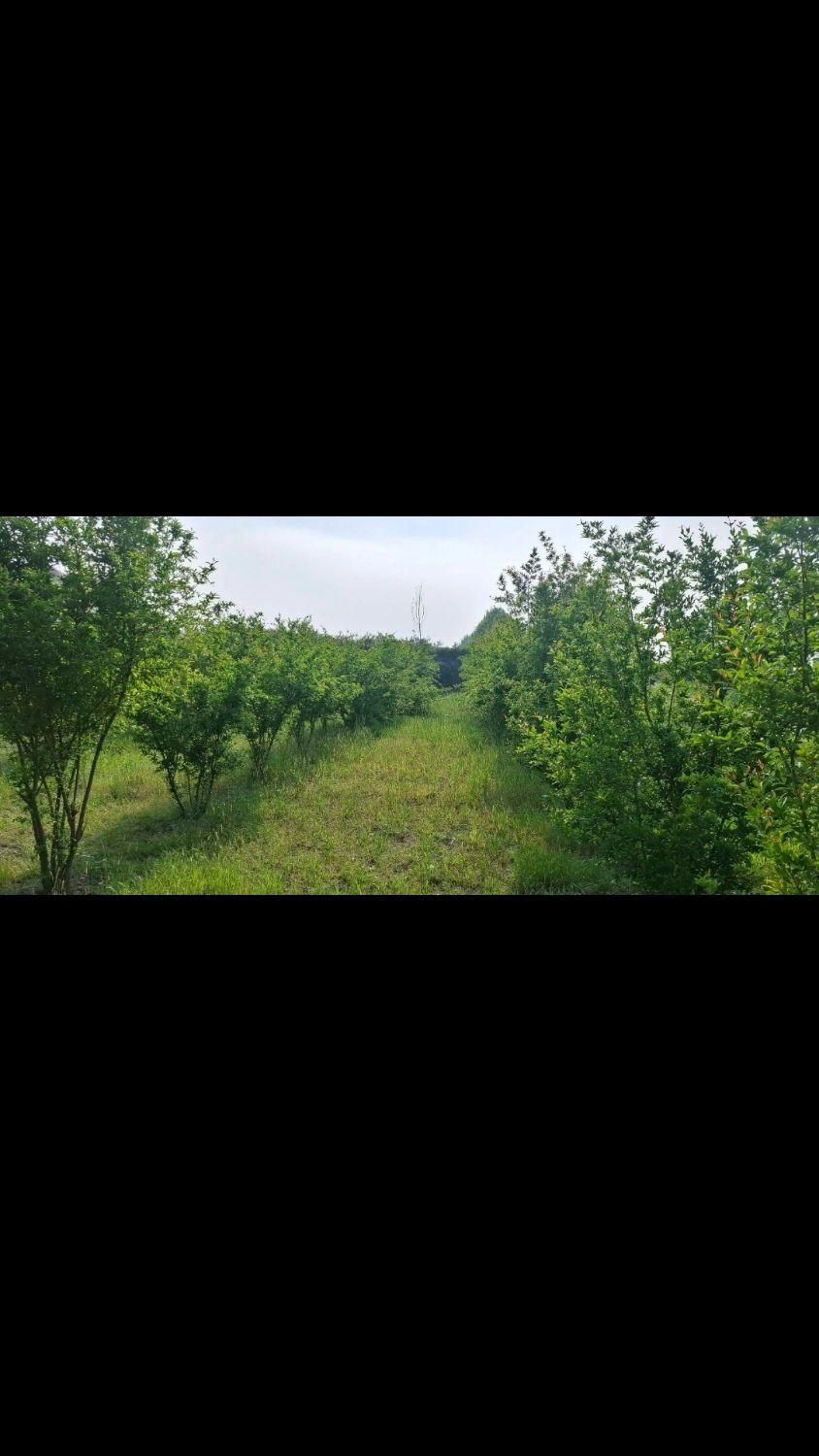 زمین باغ1350مترسنددارباامتیازآب فنس کشی آماده|فروش زمین و ملک کلنگی|گرگان, |دیوار