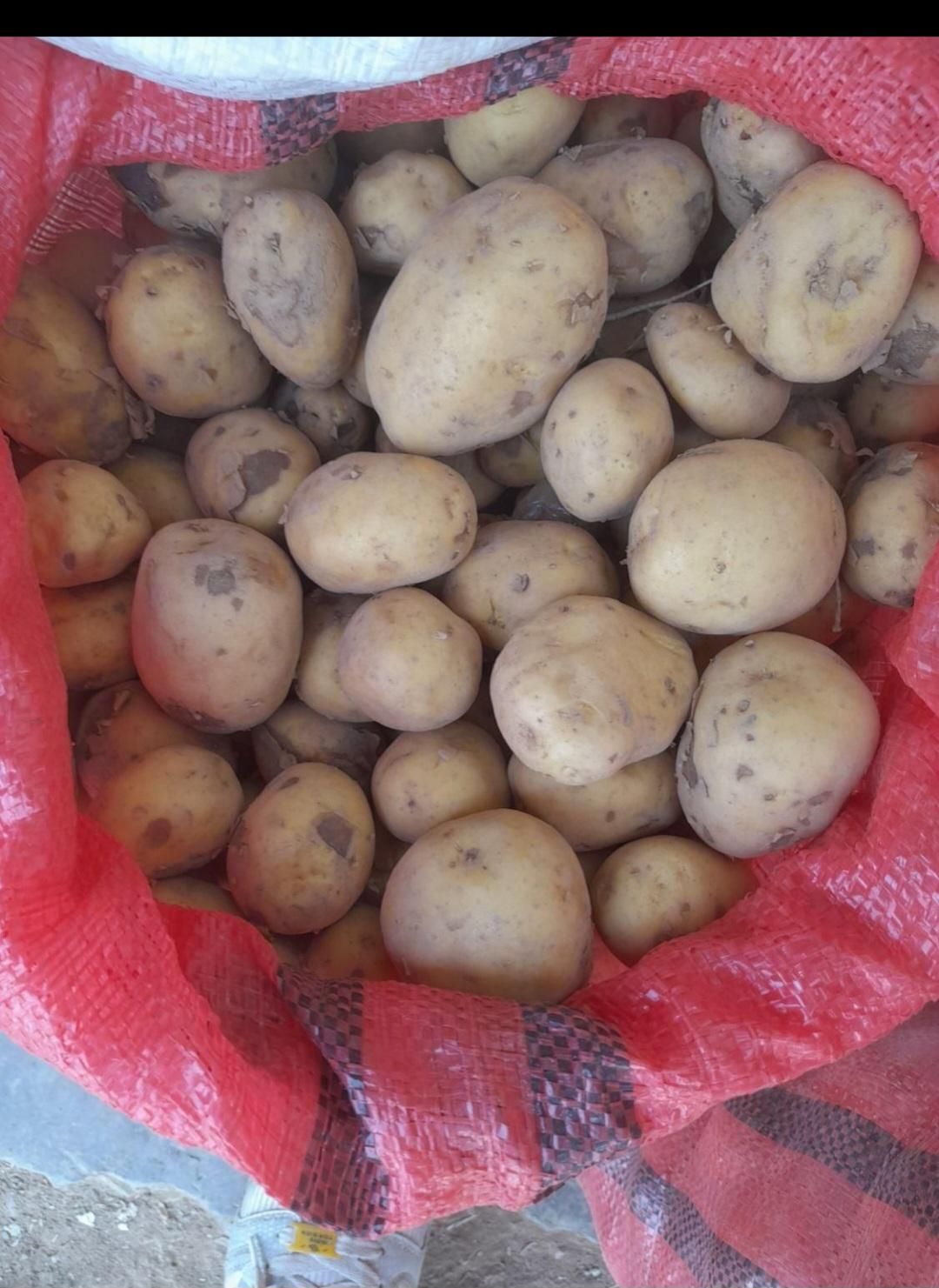 سیب زمینی دامی|خوردنی و آشامیدنی|داران, |دیوار