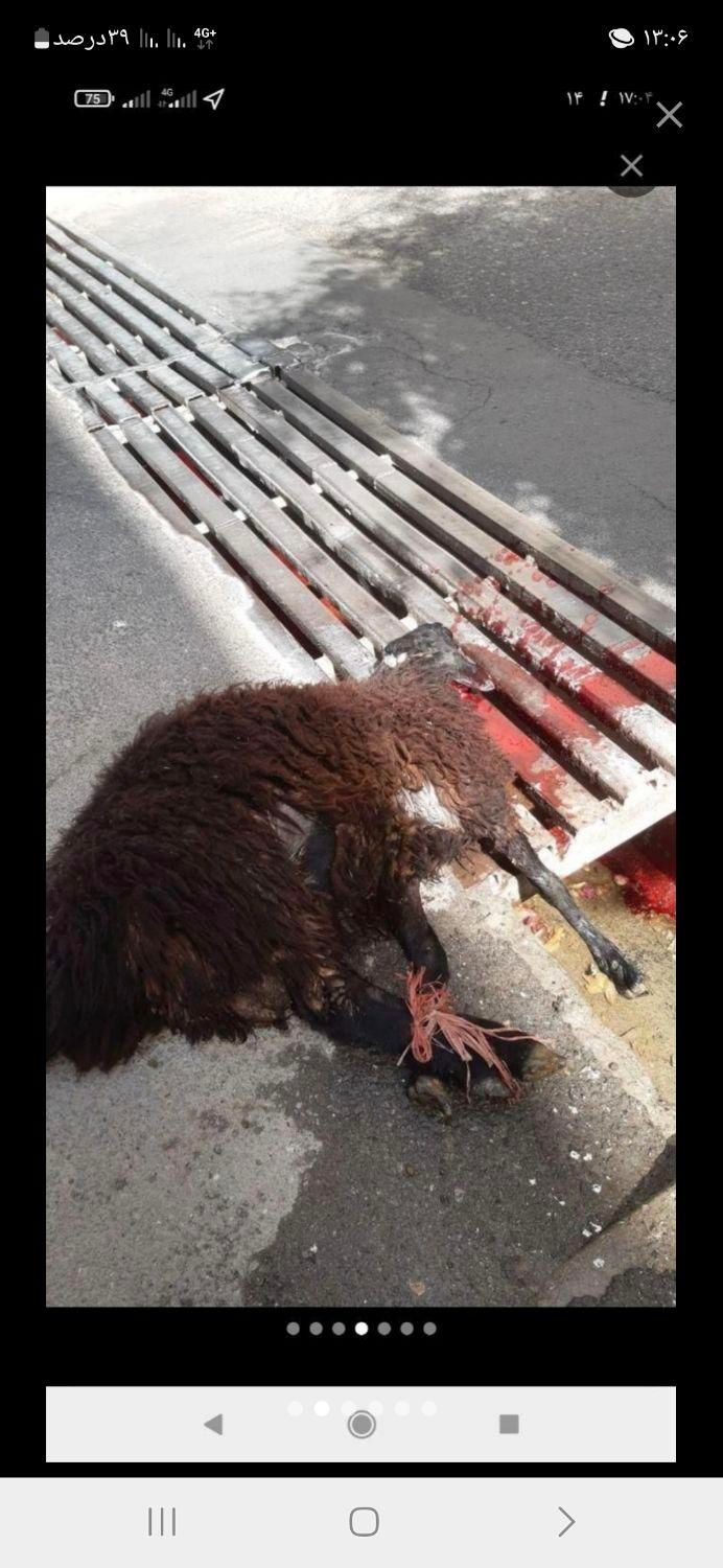 (قصاب) ذبح گوسفند در شهرضا|خدمات پذیرایی، مراسم|شهرضا, |دیوار