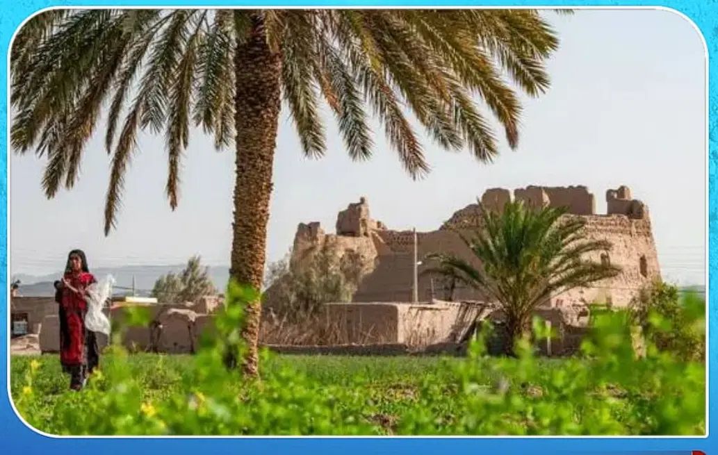 خوشه وفله ای کیلوی می خ رم  منصفانه توضیحات بخونید|خدمات باغبانی و درختکاری|سراوان, |دیوار