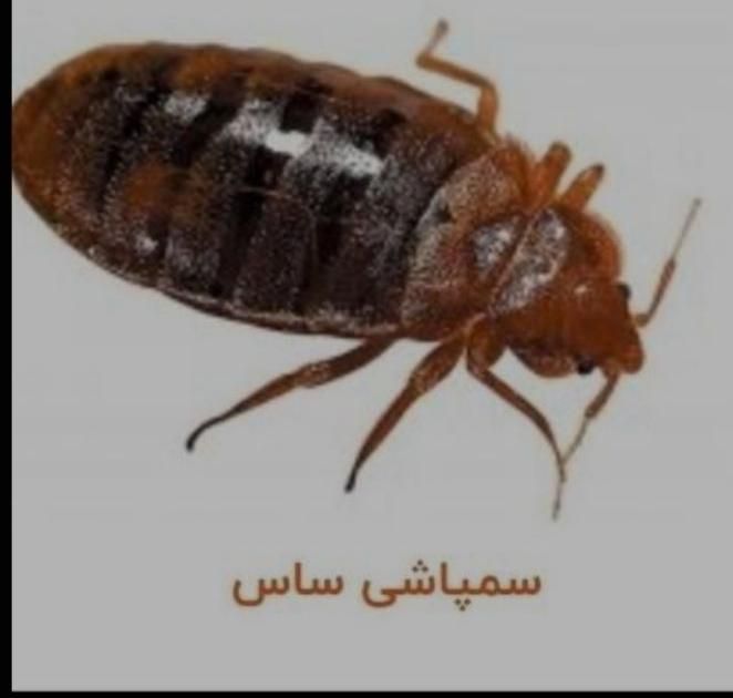 سم پاشی*ساس سوسک موریانه+سمپاشی بشرط سم آلمانی|خدمات نظافت|آبادان, |دیوار