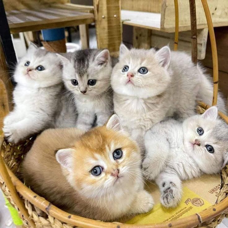 گربه فنجانی/مینیاتوی/دستی/خانگی|گربه|تهران, ولنجک|دیوار