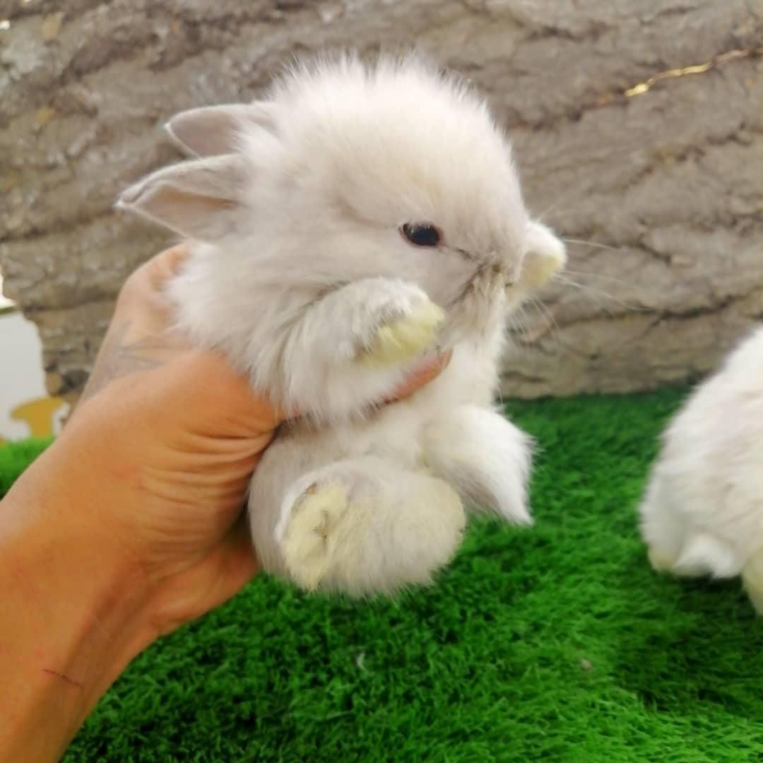 خرگوش مینیاتوری|موش و خرگوش|تهران, سلسبیل شمالی|دیوار