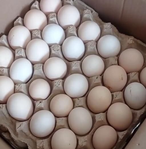 فروش تخم نطفه دار بوقلمون برنز و بیوتی|حیوانات مزرعه|تهران, بازار|دیوار