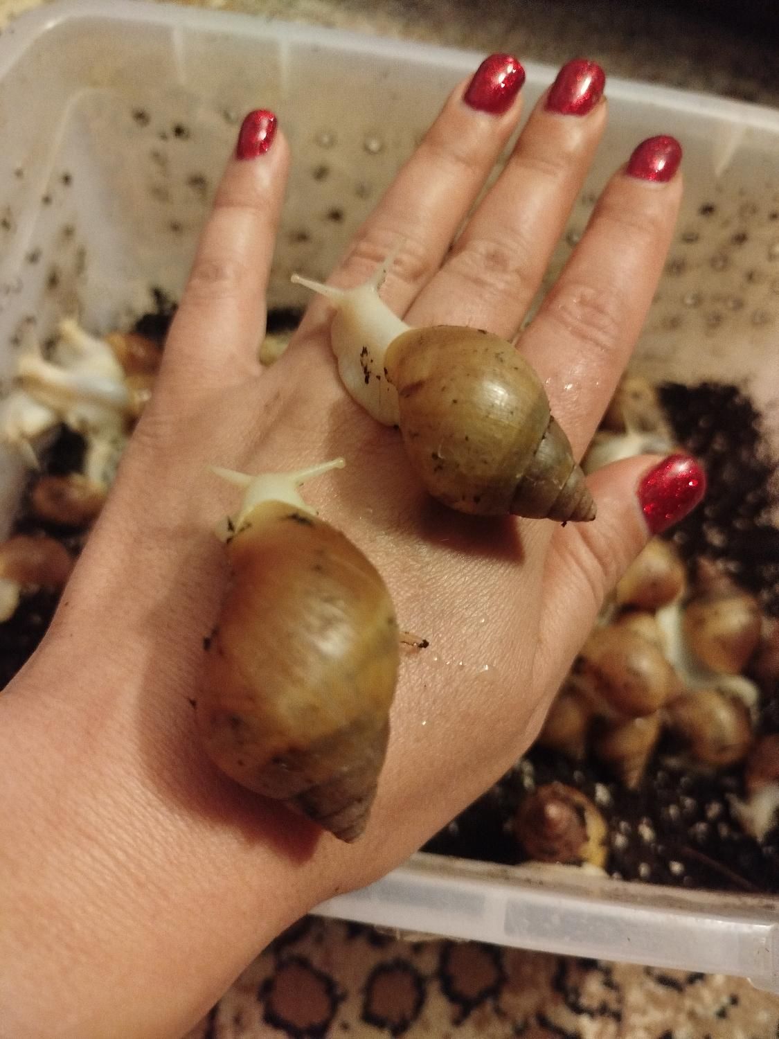 حلزون طبی آلبینو و تخم حلزون|خزنده|مشهد, هنرستان|دیوار