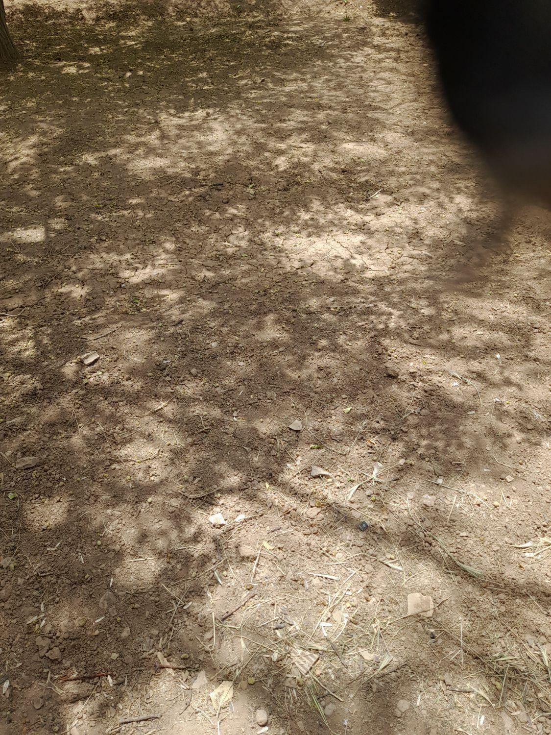 زمین ساده|فروش زمین و ملک کلنگی|نجفآباد, جلال آباد|دیوار