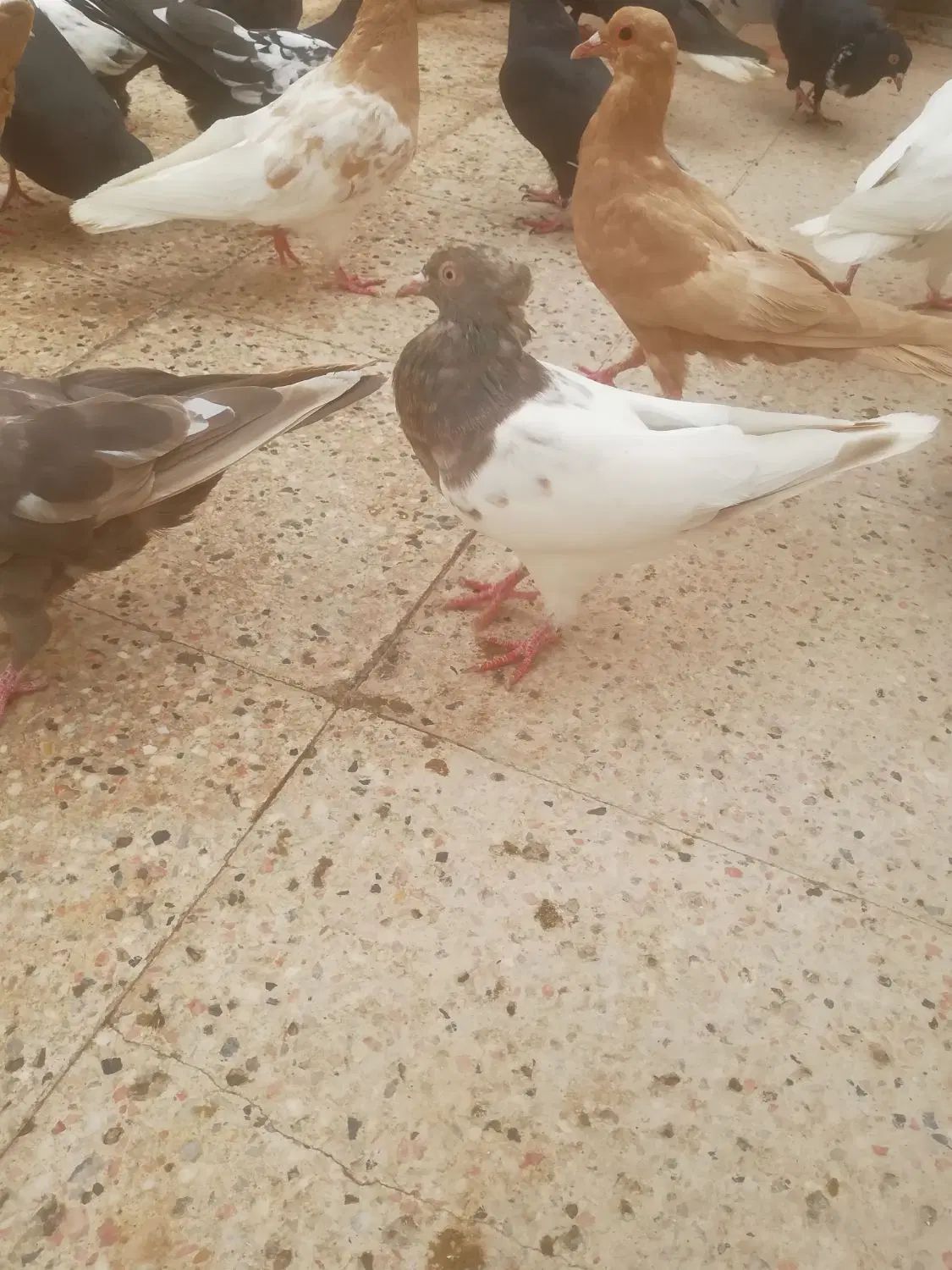 کفتر رنگه|پرنده|مشهد, خرمشهر|دیوار