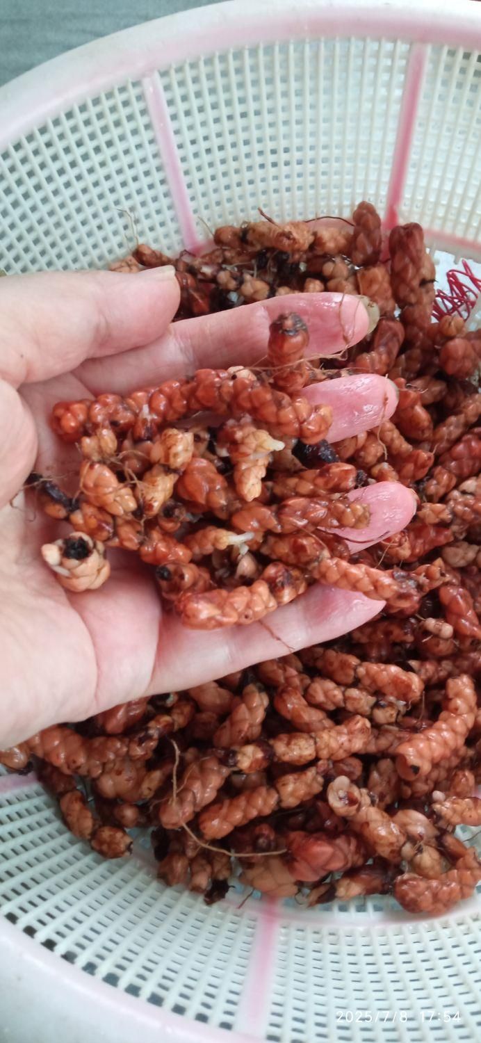 اگزالیس بنفش|گل و گیاه طبیعی|ماسال, |دیوار