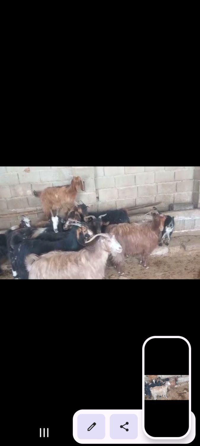 بز وکهره داشتی|حیوانات مزرعه|مرودشت, رودبال|دیوار