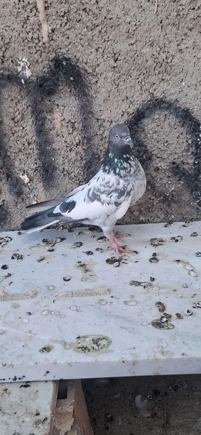 یک جفت کبوتر پاکستانی|پرنده|کرج, باغستان|دیوار