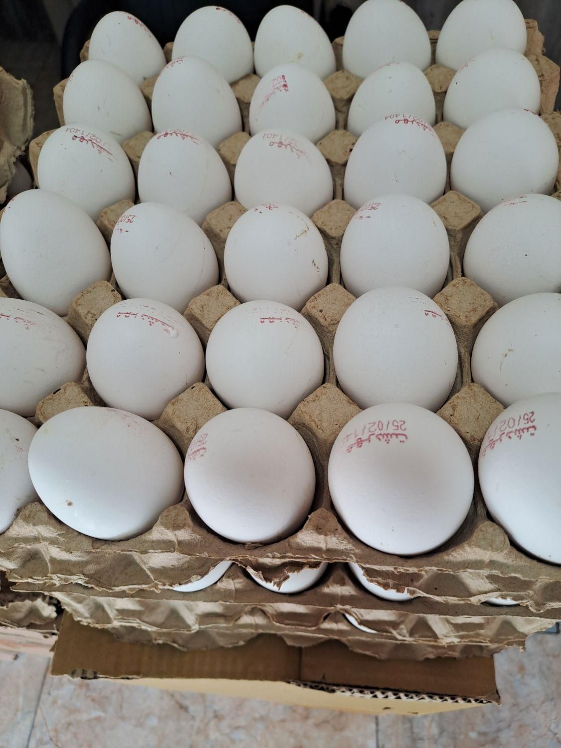 پخش تخم مرغ قند وشکر کلی و جزئی ب قیمت روز|خوردنی و آشامیدنی|قرچک, پارس سرام|دیوار