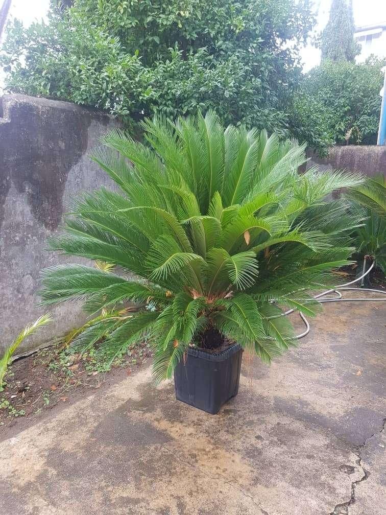 سیکاس گلدانی|گل و گیاه طبیعی|تهران, شهرک غرب|دیوار