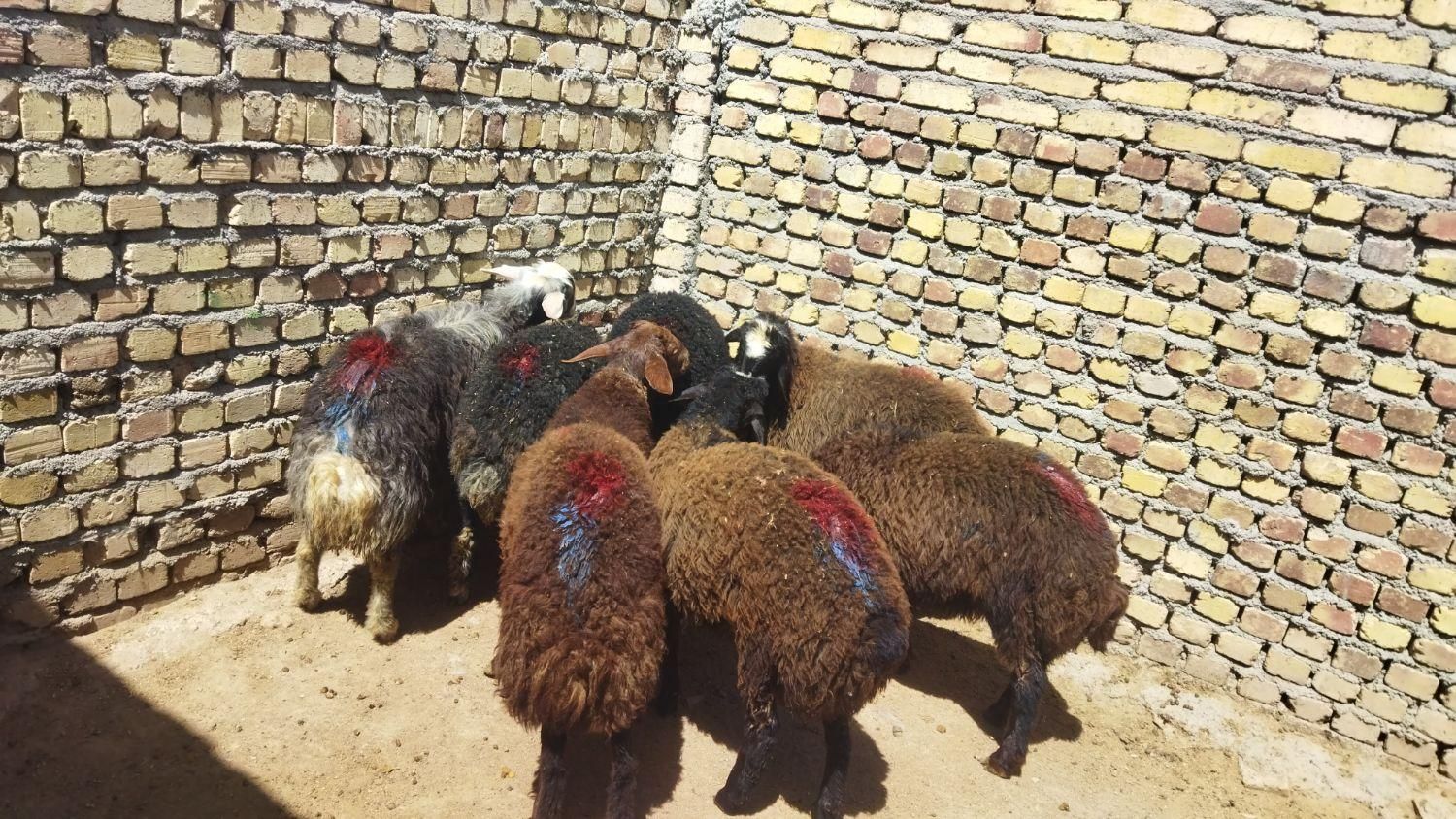 قوچ بره ماده جهت داشتی میش وشیشک|حیوانات مزرعه|قزوین, |دیوار