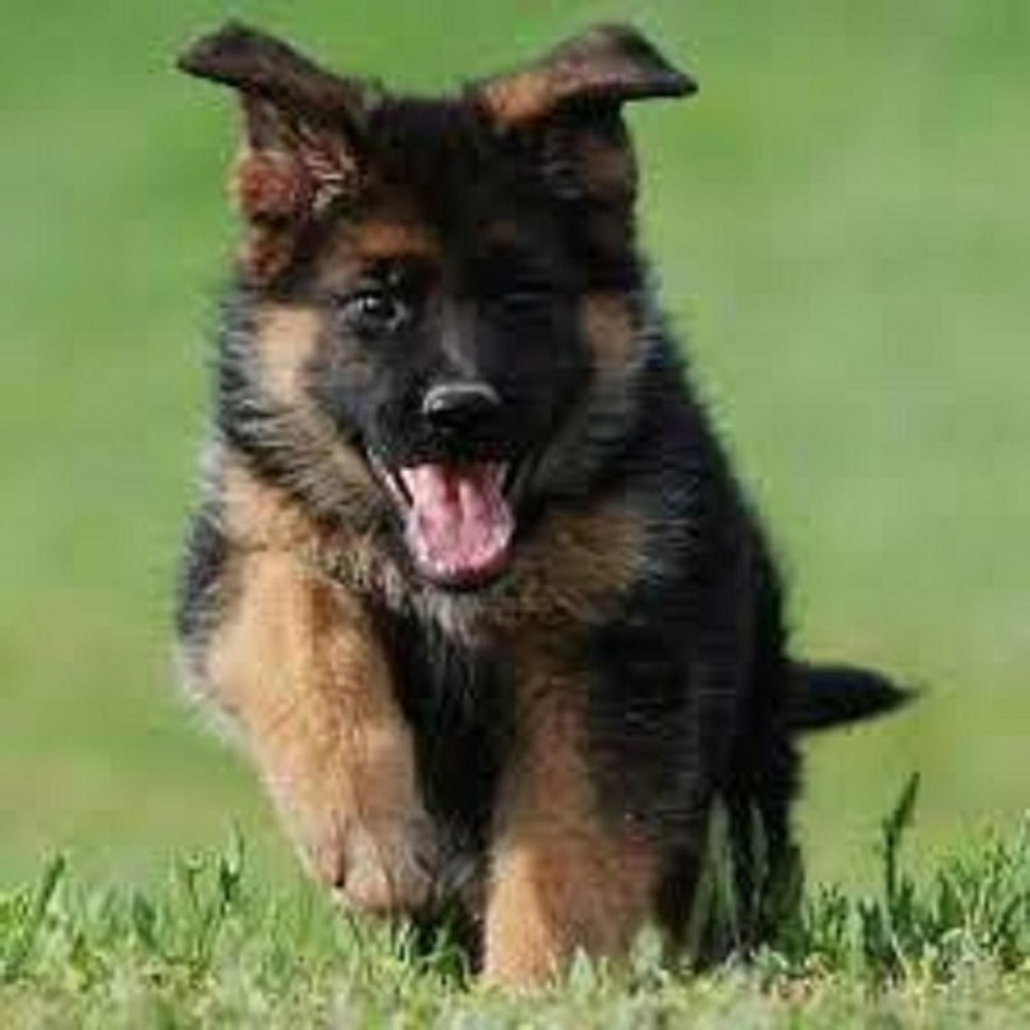 روتواایلر کین کورسوو دوبرمن بلک توله سگ ژرمن رکسی|سگ|تهران, شهرک غزالی|دیوار