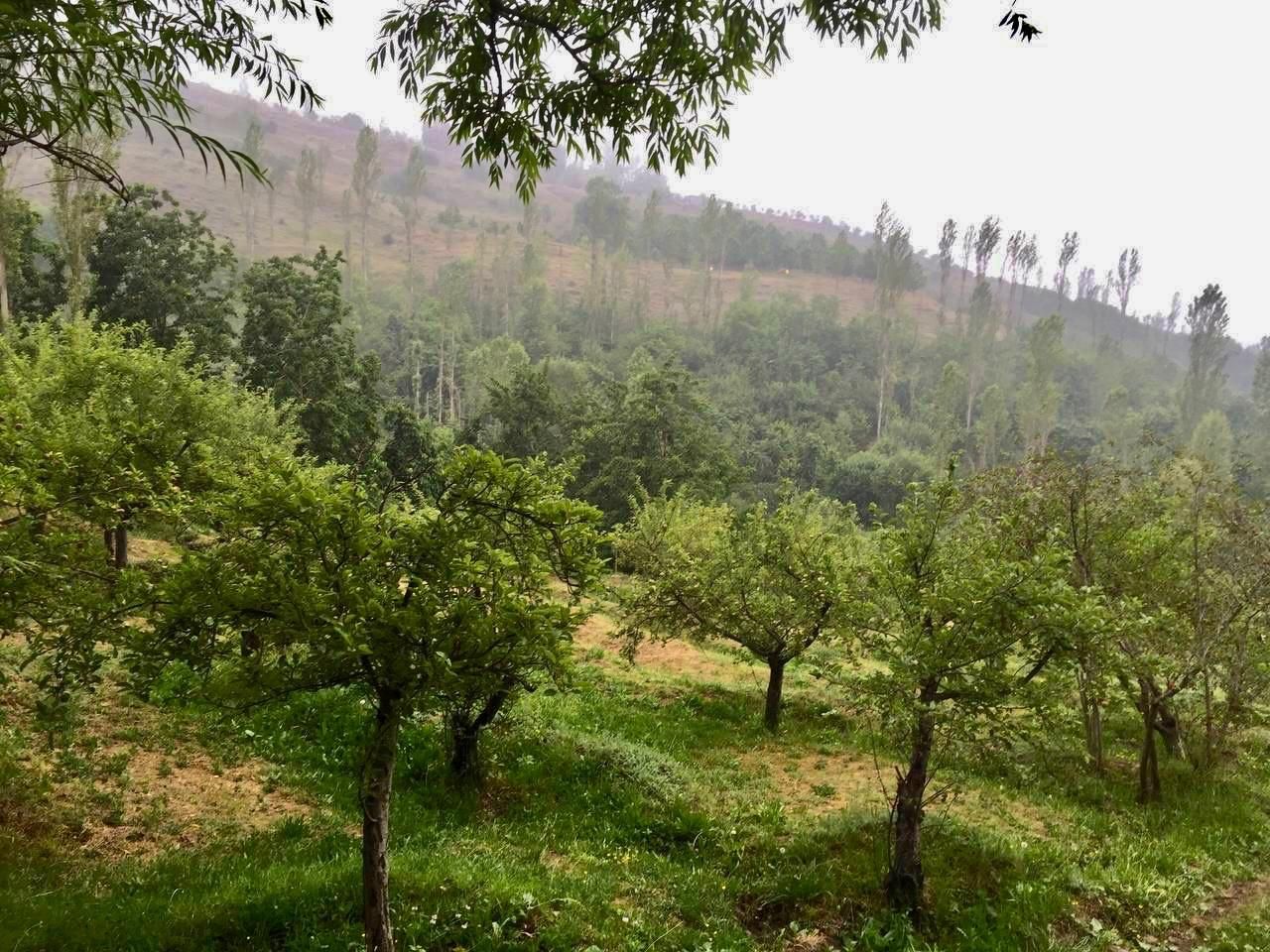 کوه بهرستاق نوسر زمین باغی متری ۲میلیون|فروش دفتر صنعتی، کشاورزی، تجاری|آمل, |دیوار